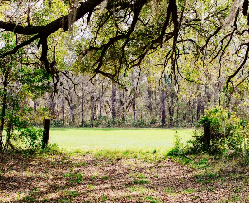 lot clearing work zavalla tx