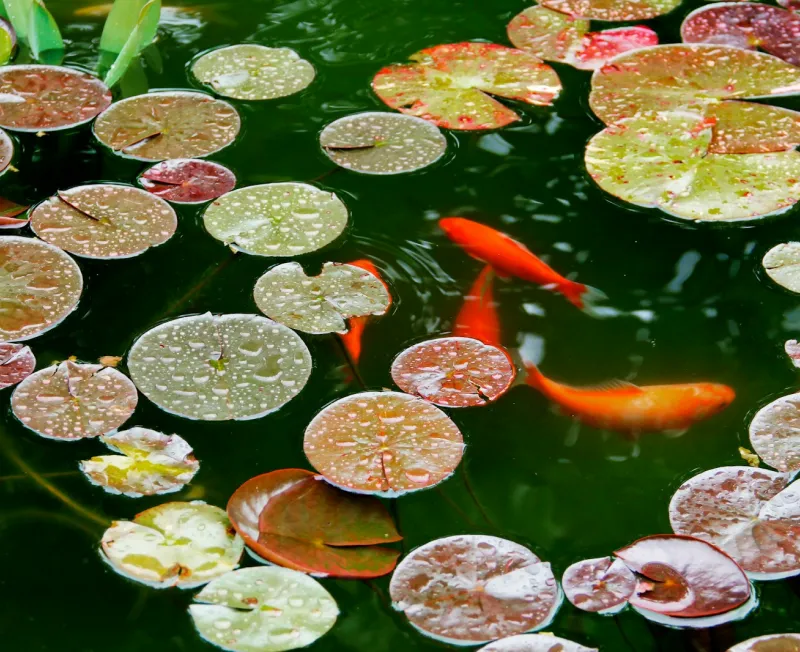pond install work zavalla tx
